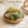 Premium handcrafted wooden bowl planter with succulent terrarium arrangement and decorative stones for indoor home décor, office desk styling, and gifting by Wild Roots.