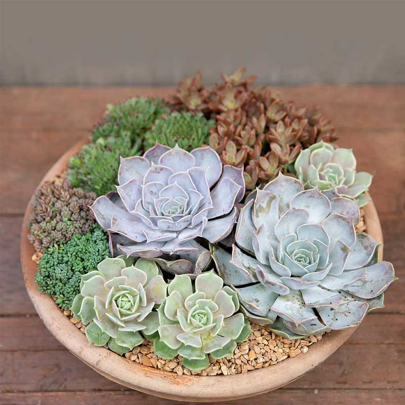 Handcarved Wooden Bowl Succulent Arrangement