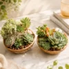 Premium handcrafted wooden bowl planter with succulent terrarium arrangement and decorative stones for indoor home décor, office desk styling, and gifting by Wild Roots.