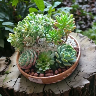 Succulents plants bowl for gifting