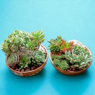 Succulents plants bowl for gifting