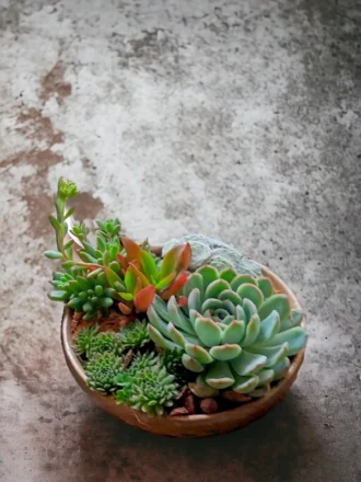 Hand-carved wooden bowl with succulents by Wild Roots Gifting – artisanal indoor planter for home decor and gifting in Delhi NCR and Dehradun"