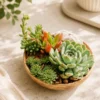 Handcarved Wooden Bowl Succulent Arrangement with fairy lights, a homely Rakhi gift