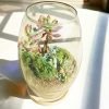 11 Inch Long Oval Glass Terrarium