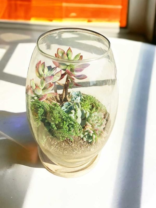 11 Inch Long Oval Glass Terrarium