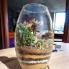 Long oval glass terrarium with live plants by Wild Roots Gifting – elegant indoor planter for Delhi NCR and Dehradun homes and offices