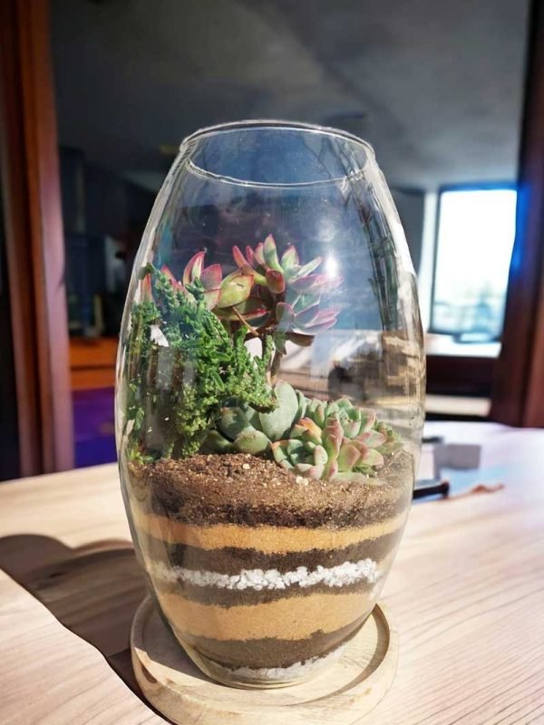 Long oval glass terrarium with live plants by Wild Roots Gifting – elegant indoor planter for Delhi NCR and Dehradun homes and offices