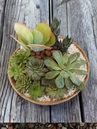 Handcarved Wooden Bowl Succulent Arrangement