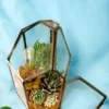 pentagon terrarium by wild roots