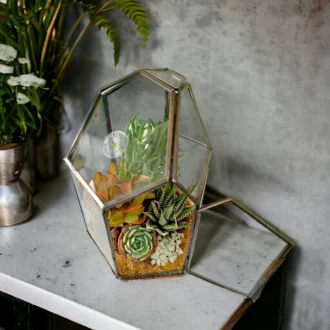 Pentagon terrarium by wild roots