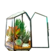 Pentagon Glass Terrarium for Gifting