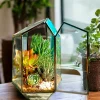 pentagon terrarium by wild roots