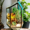 Pentagon Glass Terrarium for Gifting