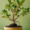 Ficus bonsai plant in hand-carved wooden bowl by Wild Roots Gifting – elegant indoor plant for decor and gifting in Delhi NCR and Dehradun