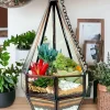 Hanging Designer Glass Terrarium by Wild Roots