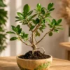 2-year-old Ficus bonsai tree in a hand-carved mango wood bowl planter with 8-inch diameter and 12 to 16-inch height for indoor home décor.