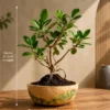 2-year-old Ficus bonsai tree in a hand-carved mango wood bowl planter with 8-inch diameter and 12 to 16-inch height for indoor home décor.