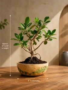 2-year-old Ficus bonsai tree in a hand-carved mango wood bowl planter with 8-inch diameter and 12 to 16-inch height for indoor home décor.