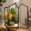 Pentagon geometric glass terrarium with succulents, layered sand, and modern indoor décor styling for homes, offices, and gifting.