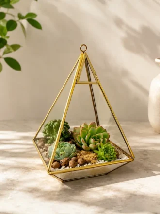 Pyramid shaped gifting plants Terrarium