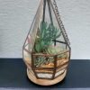 Hanging chandelier glass terrarium with live plants by Wild Roots Gifting – elegant indoor hanging planter for Delhi NCR and Dehradun homes and offices