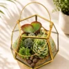 Geometric garden lantern terrarium with succulent plants by Wild Roots Gifting for modern home décor and gifting delivery across India via gifting.wildroots.in.
