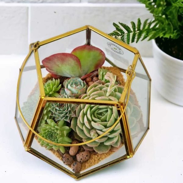 Garden lantern glass terrarium with live plants by Wild Roots Gifting – decorative indoor planter for Delhi NCR and Dehradun homes and offices