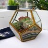 Garden lantern glass terrarium with live plants by Wild Roots Gifting – decorative indoor planter for Delhi NCR and Dehradun homes and offices