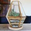 Hanging chandelier glass terrarium with live plants by Wild Roots Gifting – elegant indoor hanging planter for Delhi NCR and Dehradun homes and offices