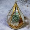 Prism glass terrarium with live plants by Wild Roots Gifting – geometric indoor planter for homes and offices in Delhi NCR and Dehradun