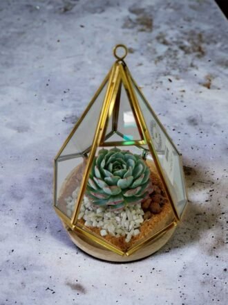 Prism glass terrarium with live plants by Wild Roots Gifting – geometric indoor planter for homes and offices in Delhi NCR and Dehradun