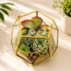 Geometric garden lantern terrarium with succulent plants by Wild Roots Gifting for modern home décor and gifting delivery across India via gifting.wildroots.in.