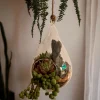 Waterdrop-shaped hanging terrarium with air plants by Wild Roots Gifting – elegant glass planter for indoor decor in Delhi NCR and Dehradun