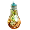 Bulb-shaped hanging glass terrarium with live succulents by Wild Roots Gifting – modern eco-friendly indoor decor in Delhi NCR and Dehradun