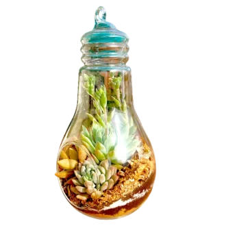 Bulb-shaped hanging glass terrarium with live succulents by Wild Roots Gifting – modern eco-friendly indoor decor in Delhi NCR and Dehradun