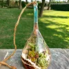 Slender neck hanging terrarium with air plants by Wildroots