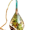 Slender neck hanging terrarium with air plants by Wildroots