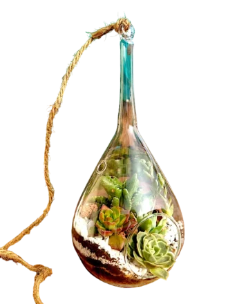 Slender neck hanging terrarium with air plants by Wildroots