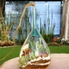 Slender neck hanging terrarium with air plants by Wildroots