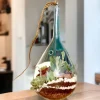 Slender neck hanging terrarium with air plants by Wildroots