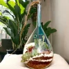 Slender neck hanging terrarium with air plants by Wildroots
