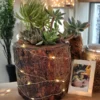 Handcrafted wooden log succulent planter with assorted live succulents by Wildroots
