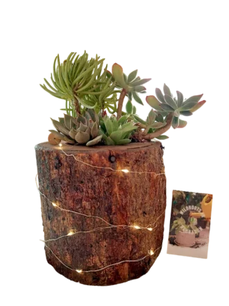 Handcrafted wooden log succulent planter with assorted live succulents by Wildroots