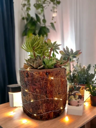 Handcrafted wooden log succulent planter with assorted live succulents by Wildroots
