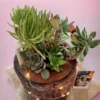 Handcrafted wooden log succulent planter with assorted live succulents by Wildroots