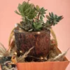 Handcrafted wooden log succulent planter with assorted live succulents by Wildroots