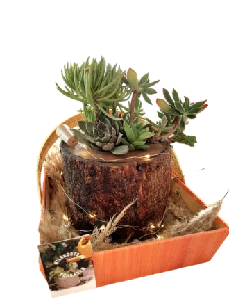 Handcrafted wooden log succulent planter with assorted live succulents by Wildroots