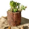 Handcrafted wooden log succulent planter with assorted live succulents by Wildroots