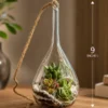 Premium hanging succulent terrarium planter made from borosilicate glass with real succulents, styled as elegant indoor hanging and desktop décor for home, office, and gifting.