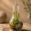 Premium bulb-shaped borosilicate glass terrarium planter with layered succulent arrangement, suitable for hanging décor and desktop styling in modern homes and offices.